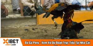 Đá gà peru