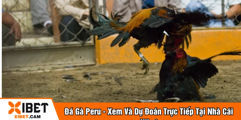 Đá gà peru