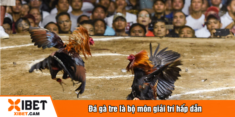 Đá gà tre là bộ môn giải trí hấp dẫn