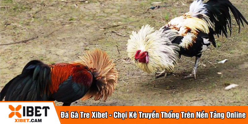 Đá gà tre