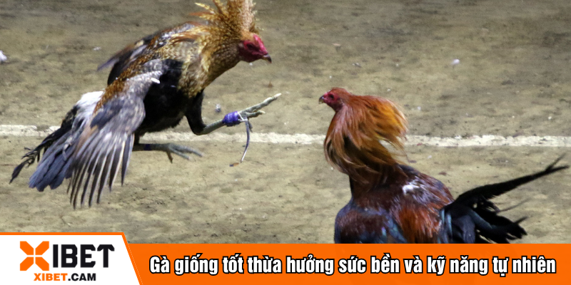 Gà giống tốt thừa hưởng sức bền và kỹ năng tự nhiên