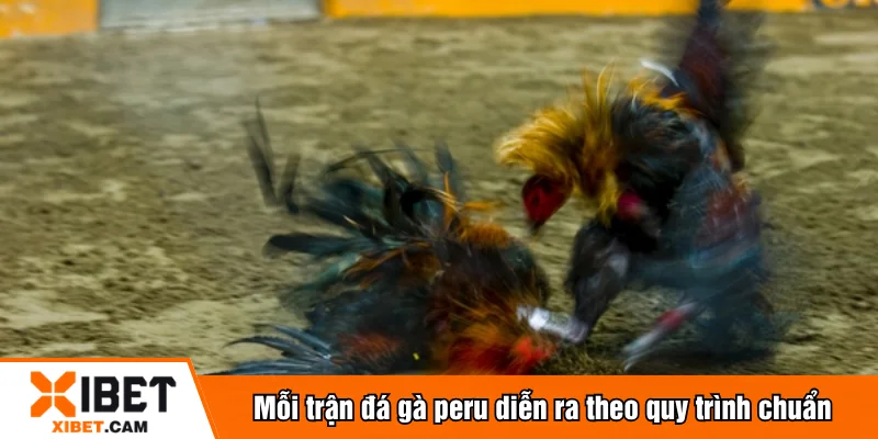 Mỗi trận đá gà peru diễn ra theo quy trình chuẩn