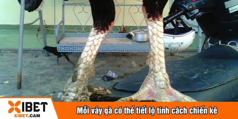 Mỗi vảy gà có thể tiết lộ tính cách chiến kê