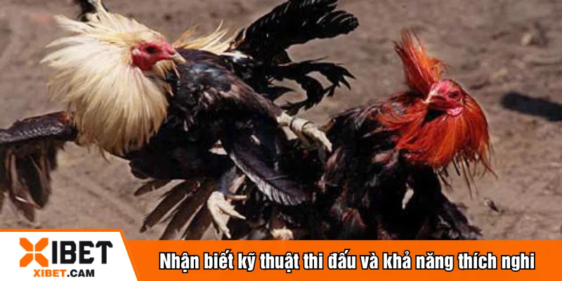 Nhận biết kỹ thuật thi đấu và khả năng thích nghi