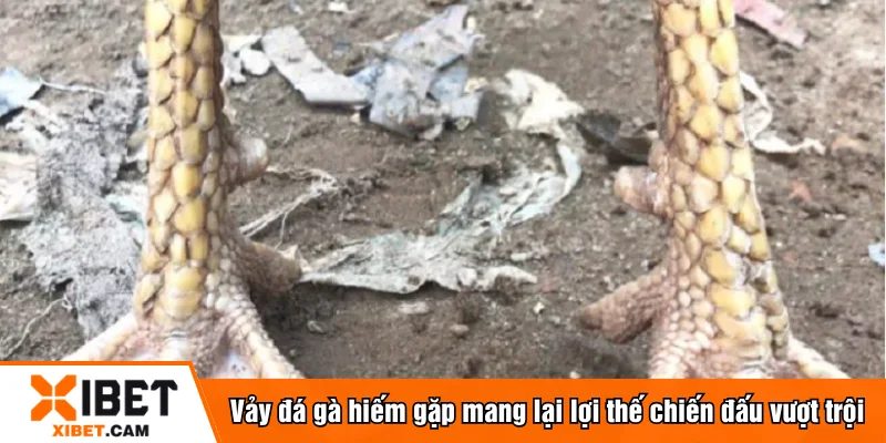 Vảy đá gà hiếm gặp mang lại lợi thế chiến đấu vượt trội