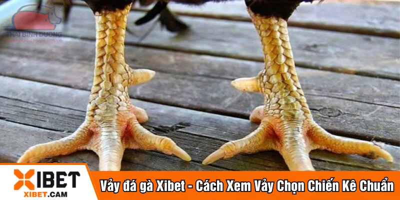 Vảy đá gà