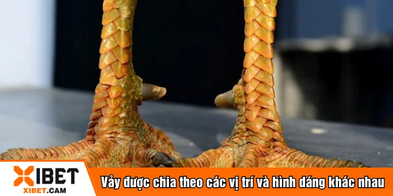 Vảy được chia theo các vị trí và hình dáng khác nhau